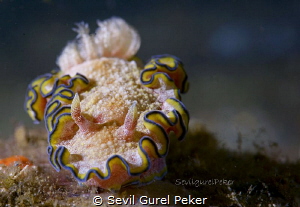 Nudibranch(Glossodoris Cincta) by Sevıl Gurel Peker 